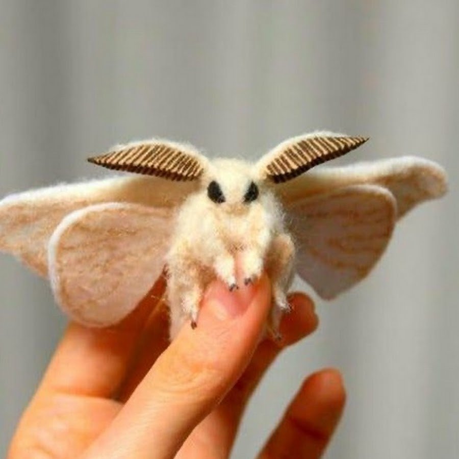 Венесуэльский мотылёк-пудель