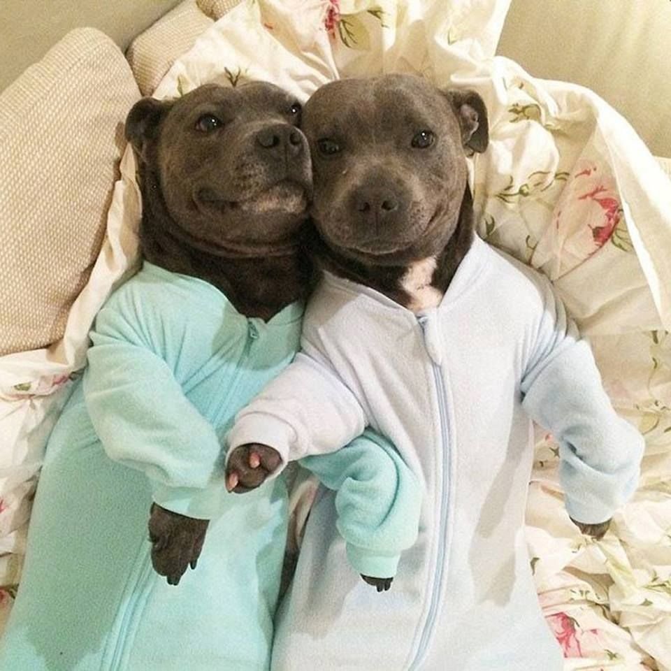 Милые питбули с детьми