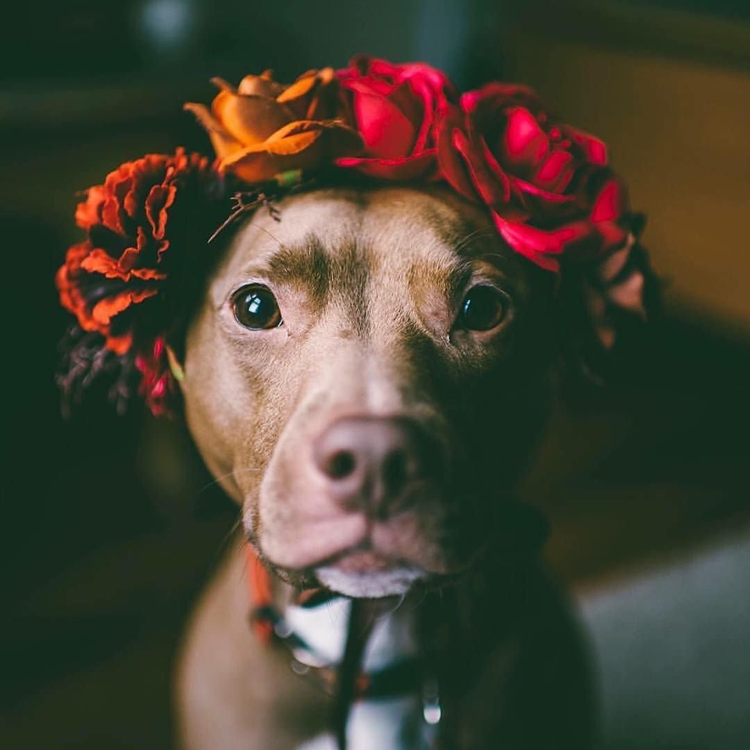 Дерзкие щенки собаки