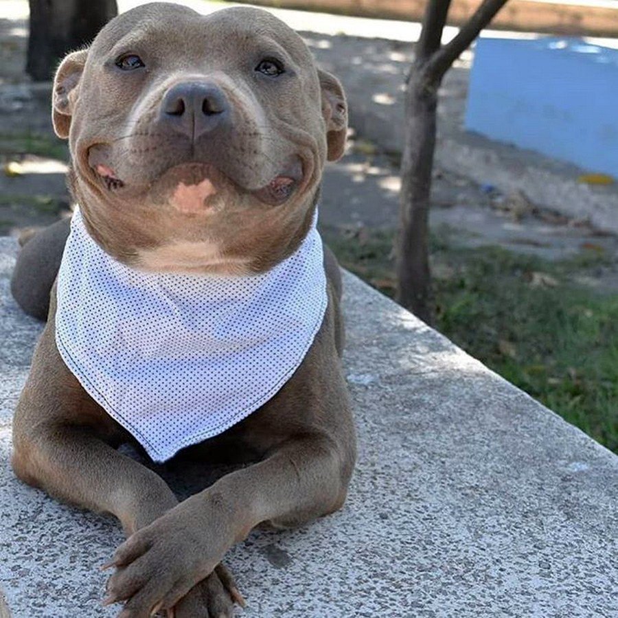 Американский питбультерьер улыбается