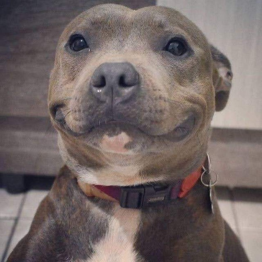 Американский стаффордширский терьер улыбка