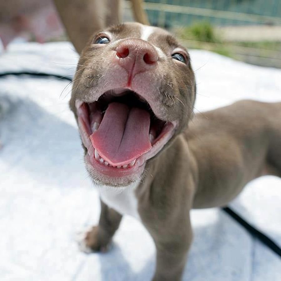 Стаффордширский терьер зевает