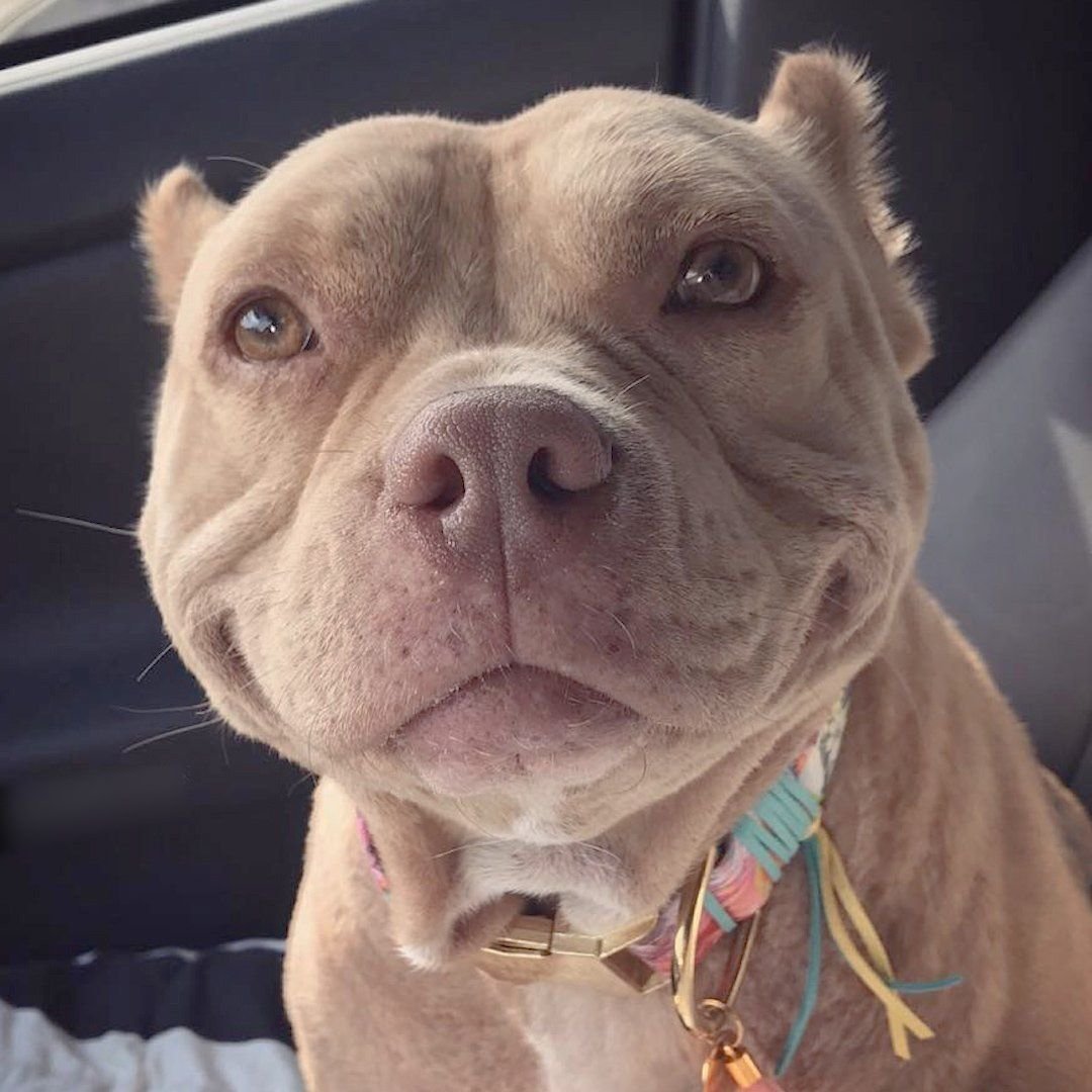 Собака улыбака питбуль