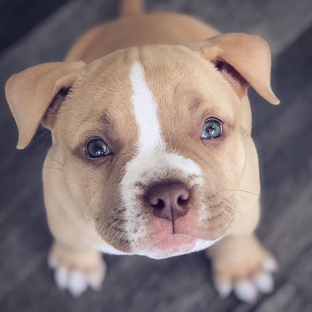 Стаффордширский терьер Эстетика