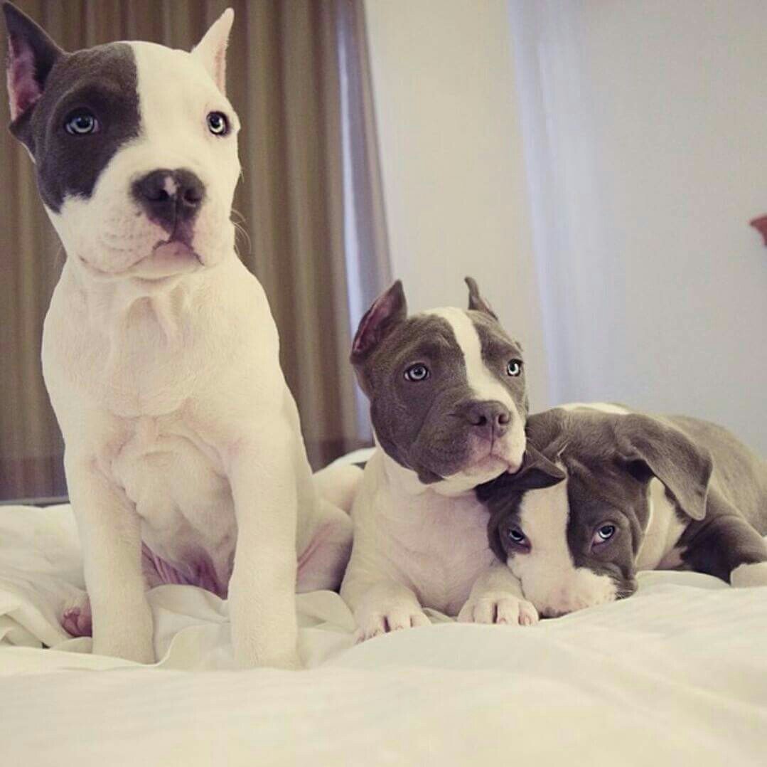 Питбуль и чихуахуа