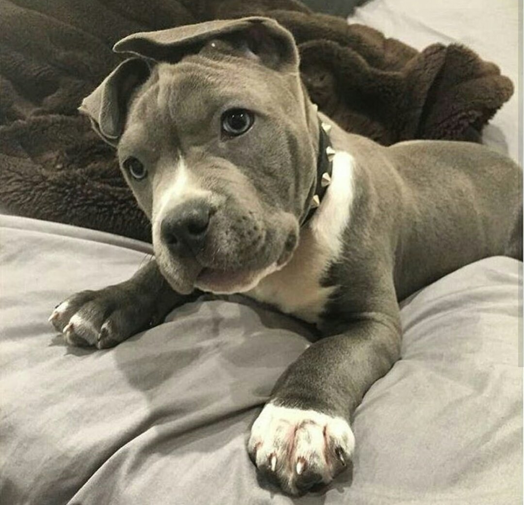 Милая собака питбуль