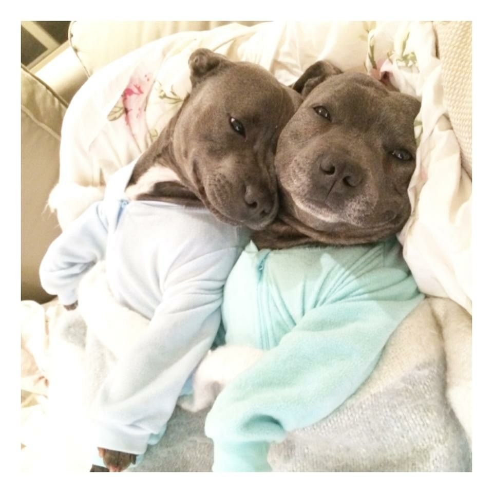 Милые питбули с детьми