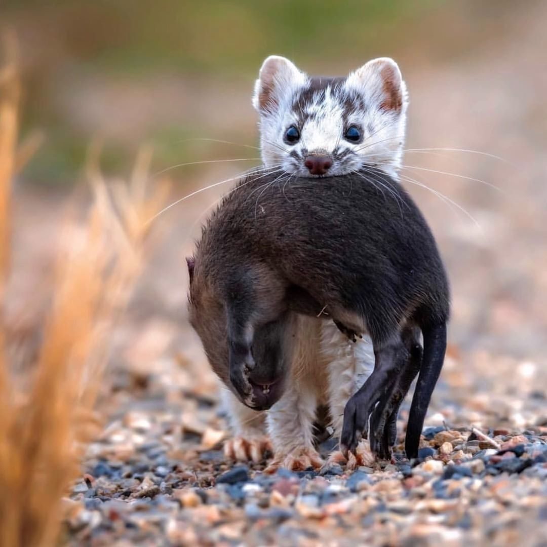 Горностай жилище Нора