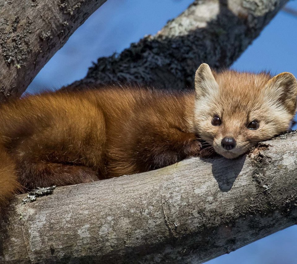 Соболь Дальневосточный