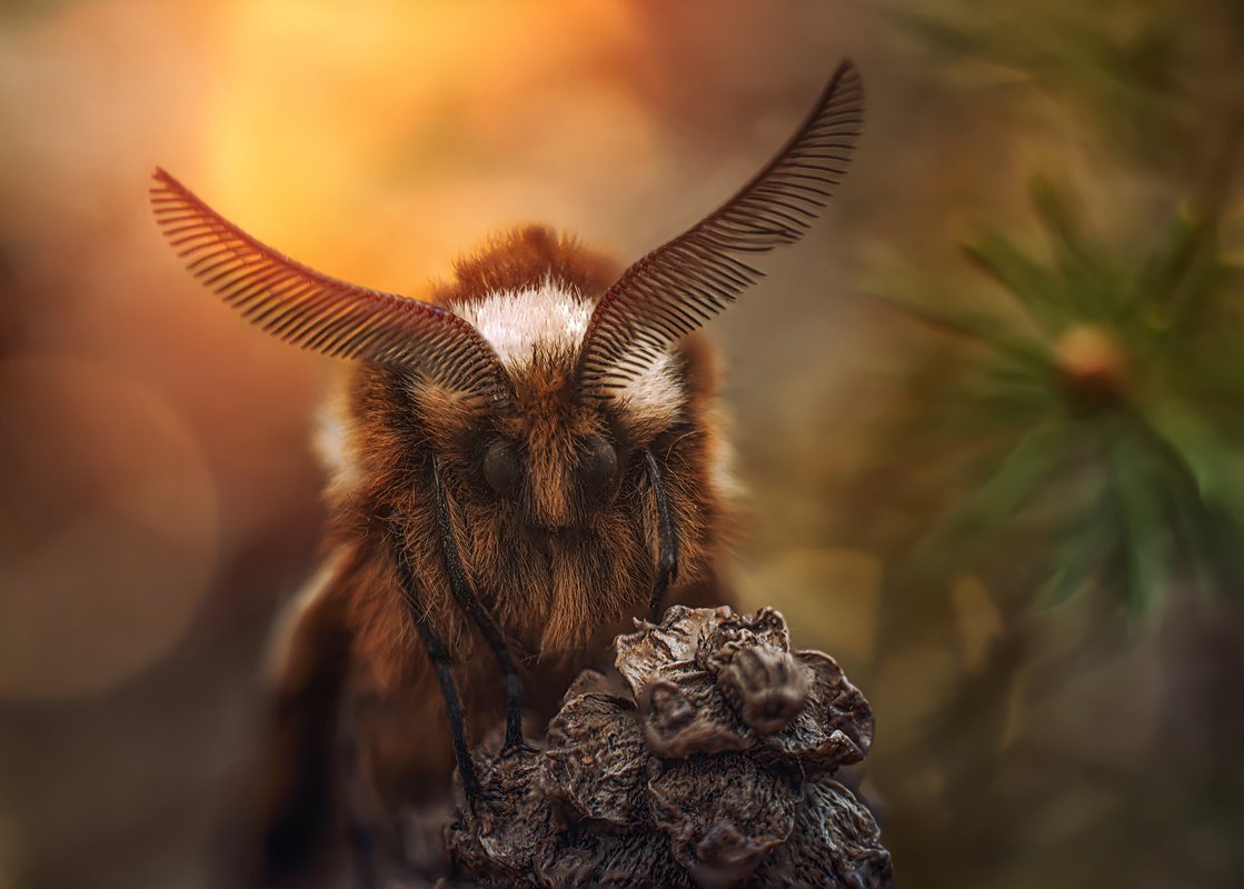 Мохнатый мотылек