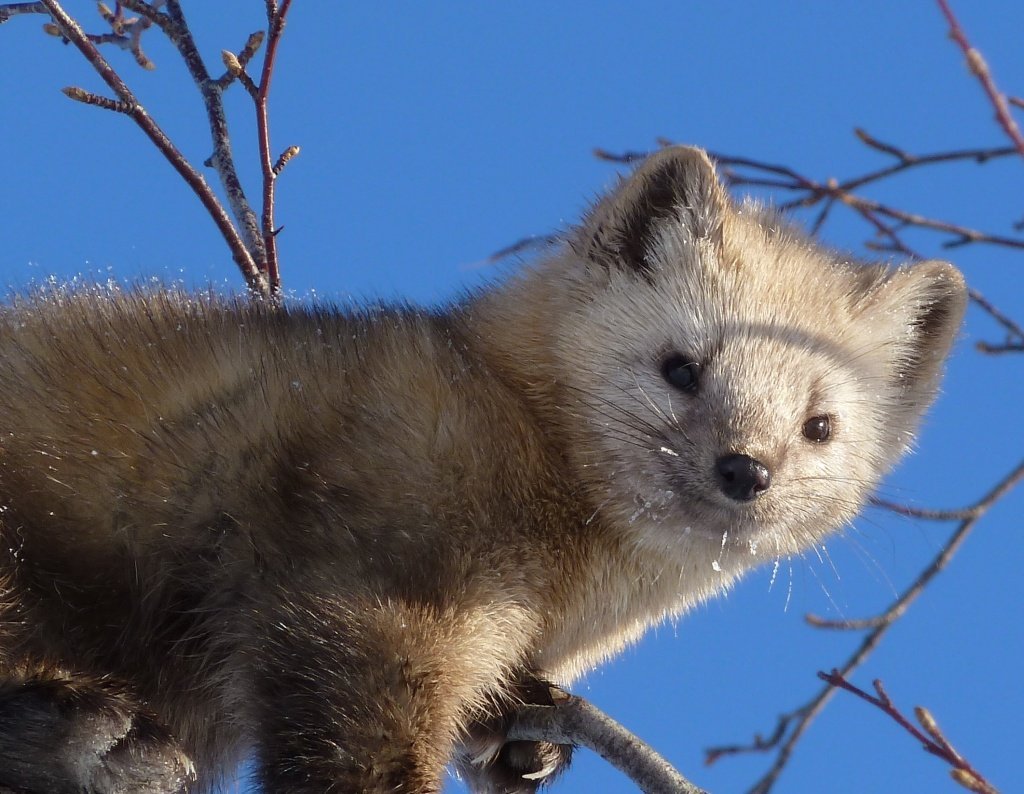 Ласка норка хорёк горностай