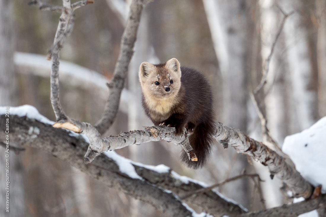 Куница в зимнем лесу