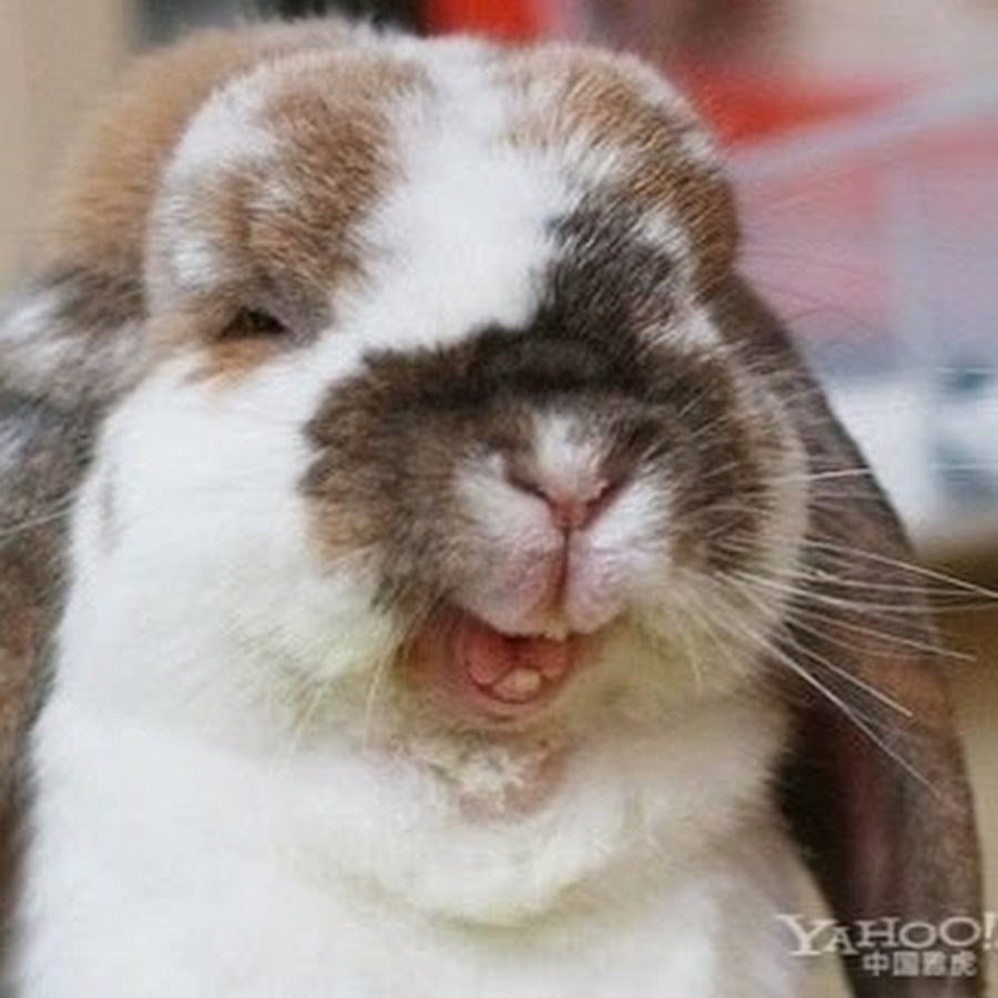 Кролик смеется