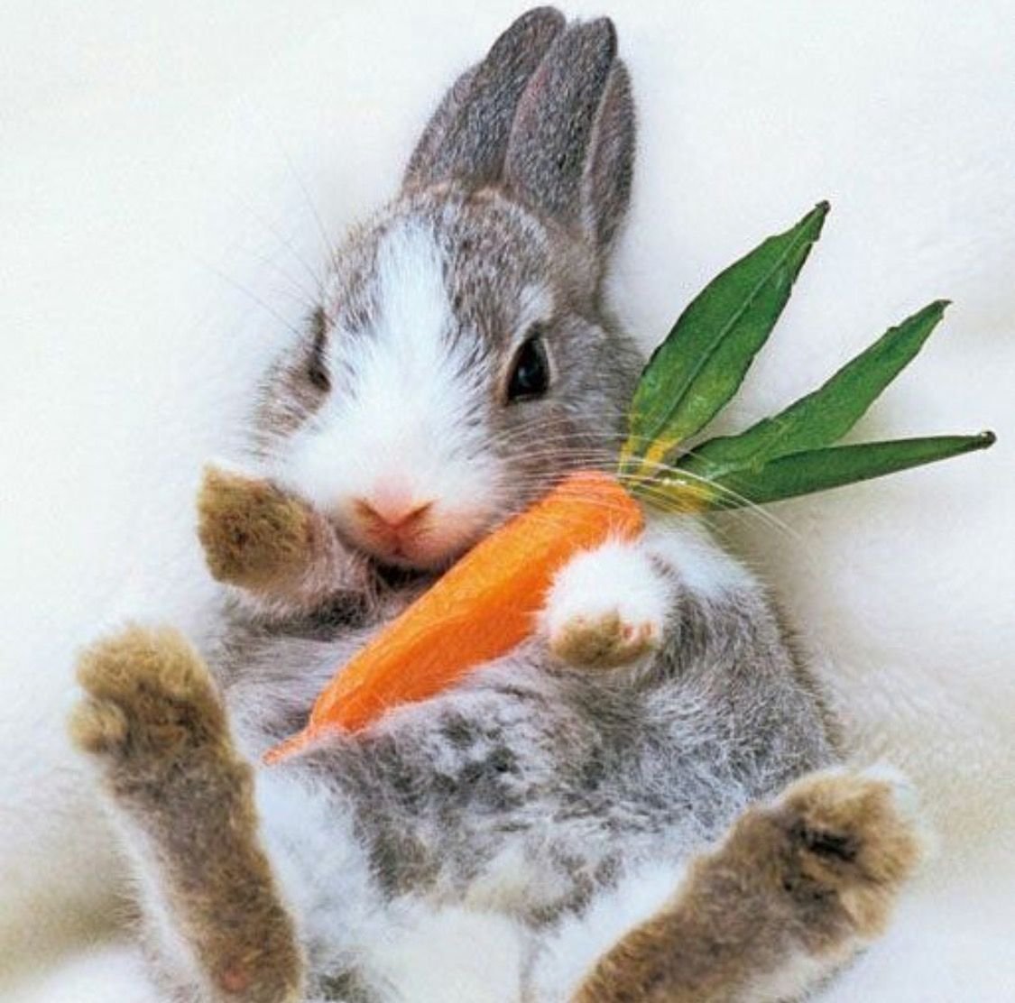 Заяц с морковкой