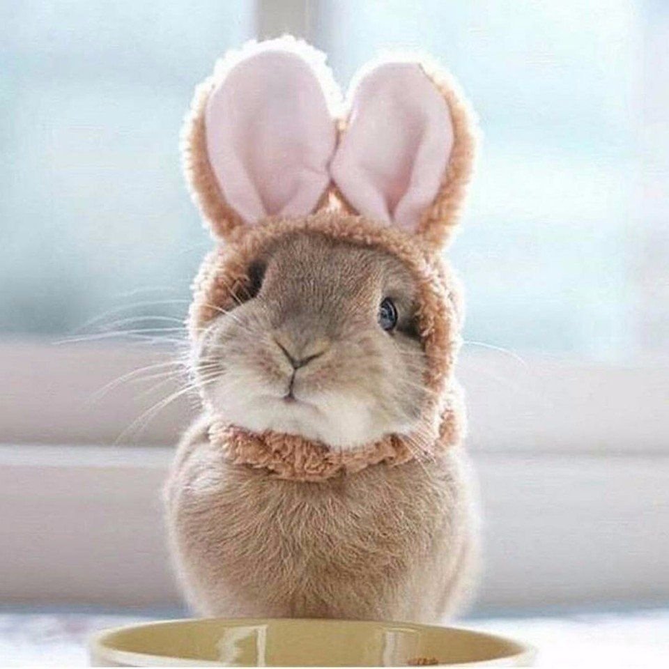 Литтл раббит