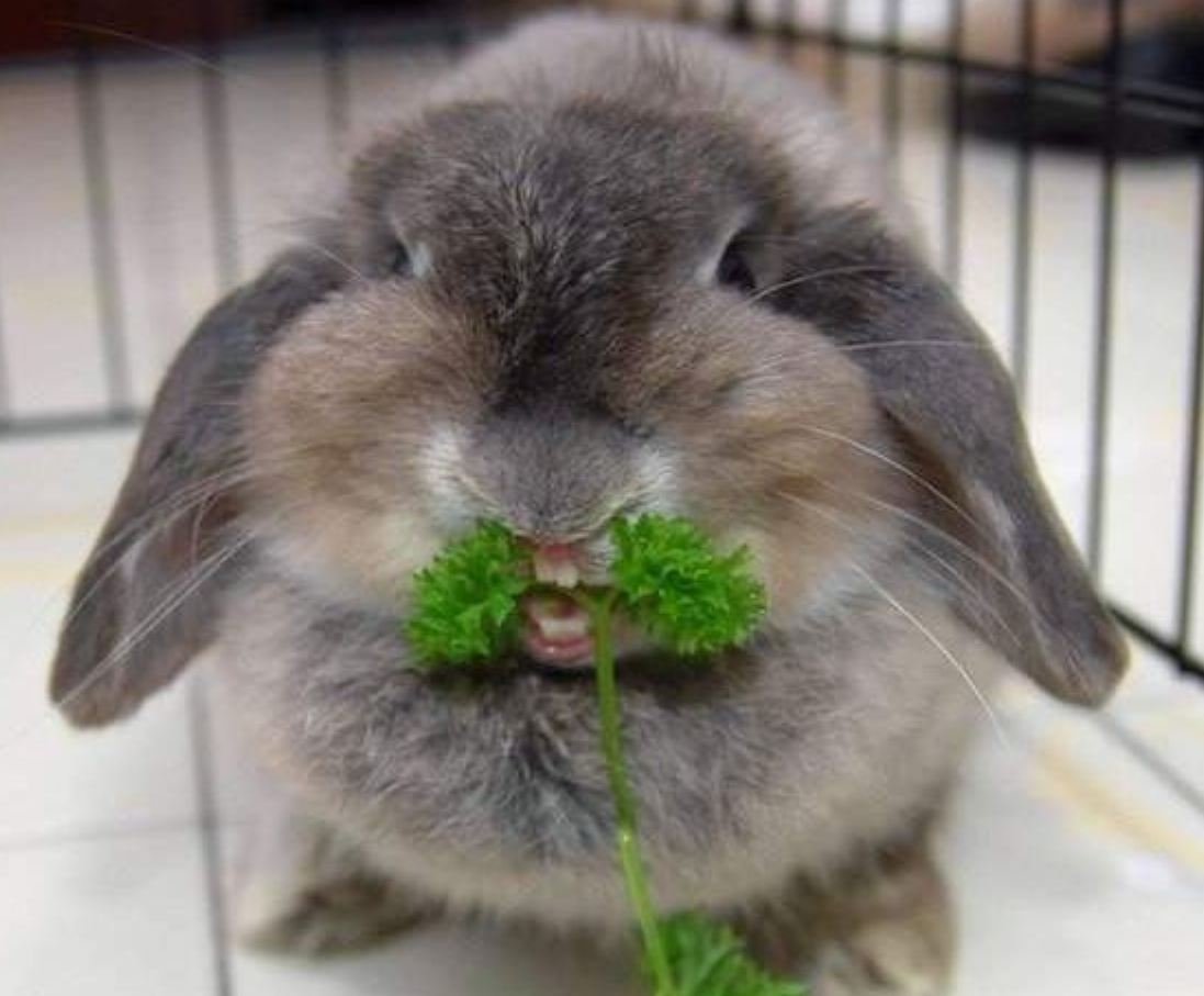 Язык кроликов декоративных