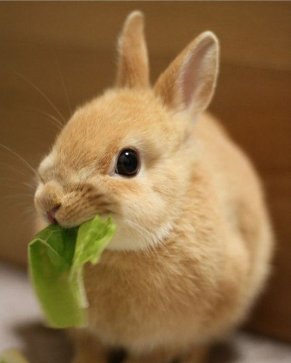 Кролик с морковкой