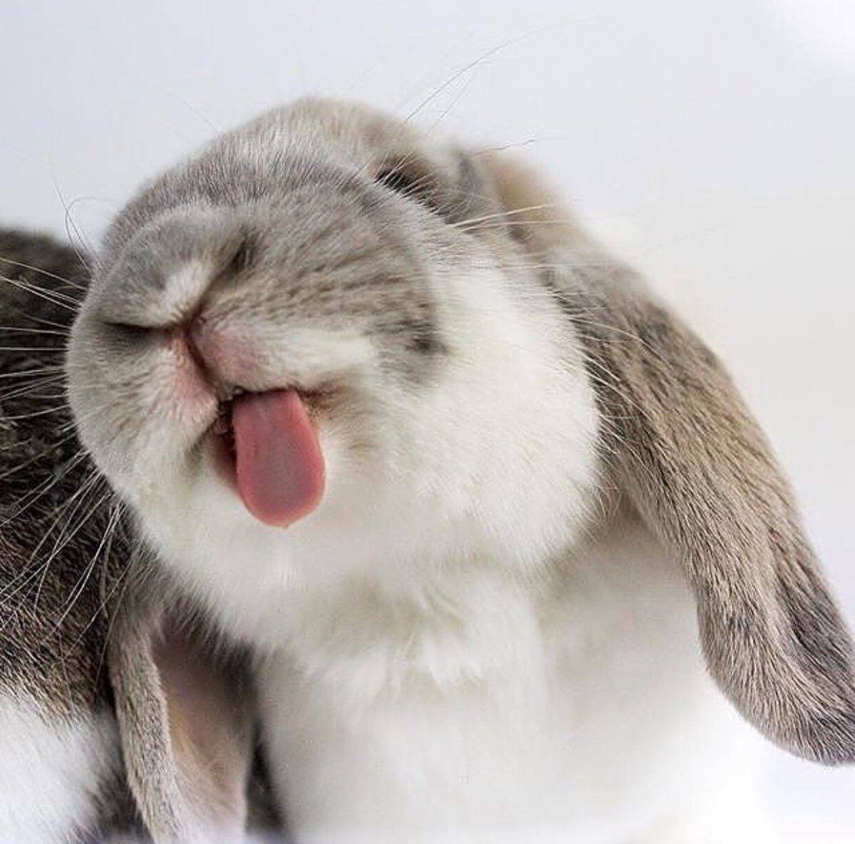 Смешной заяц