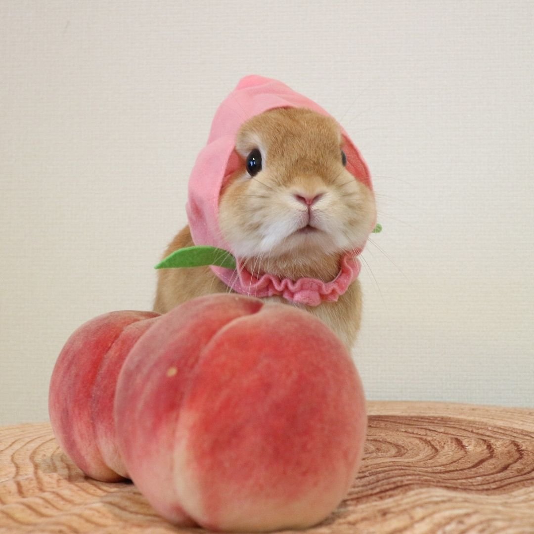 Мандарин кролику. Персиковый кролик. Кролик ест персик. Зайчик с персиком. Кролик с персиком.