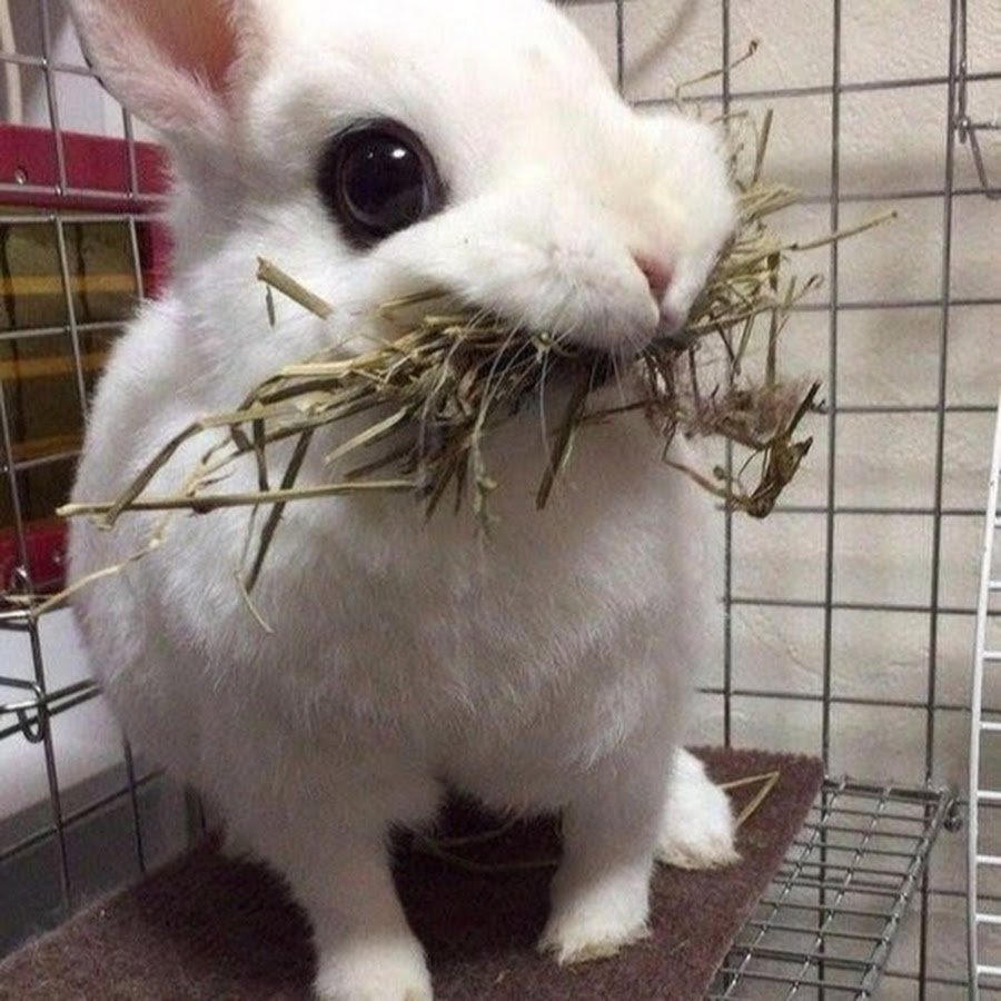 Кролик одобряет