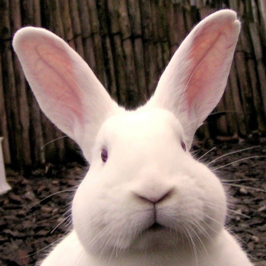 Кролкик св большими зубами