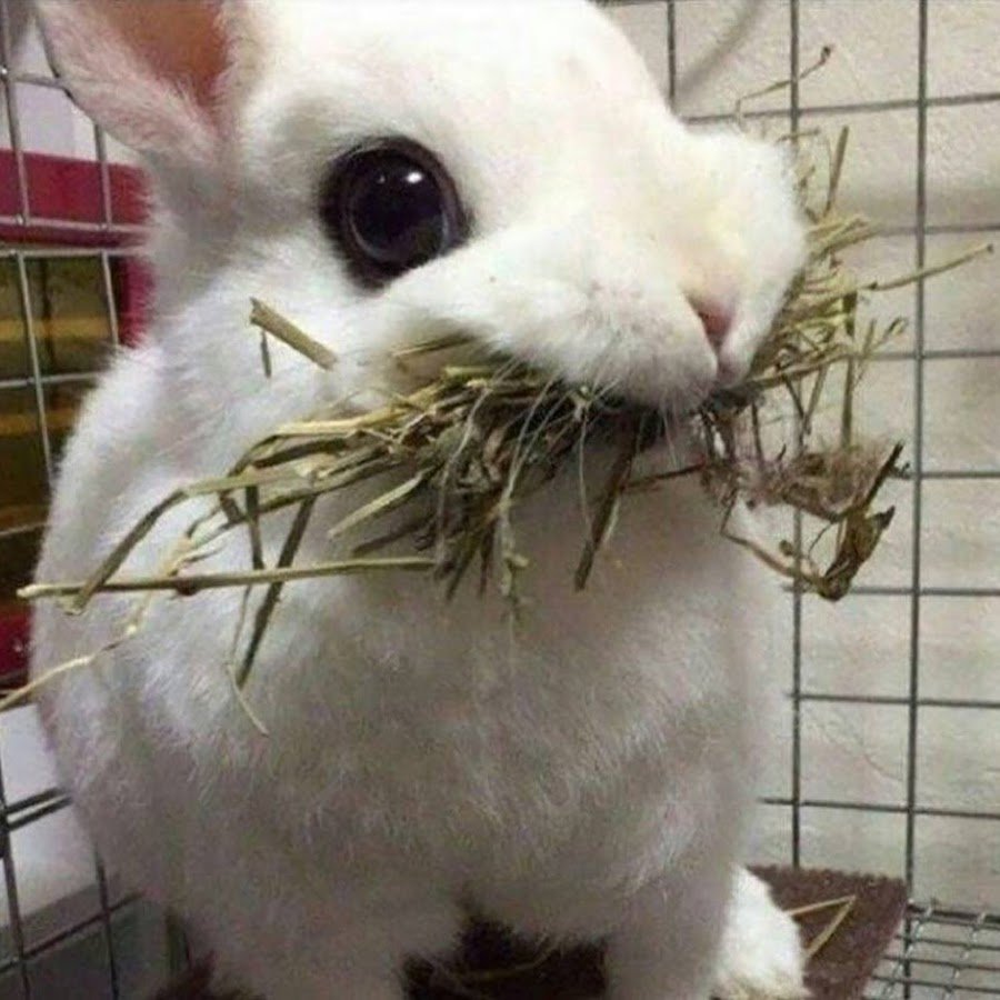 Шутки про кроликов