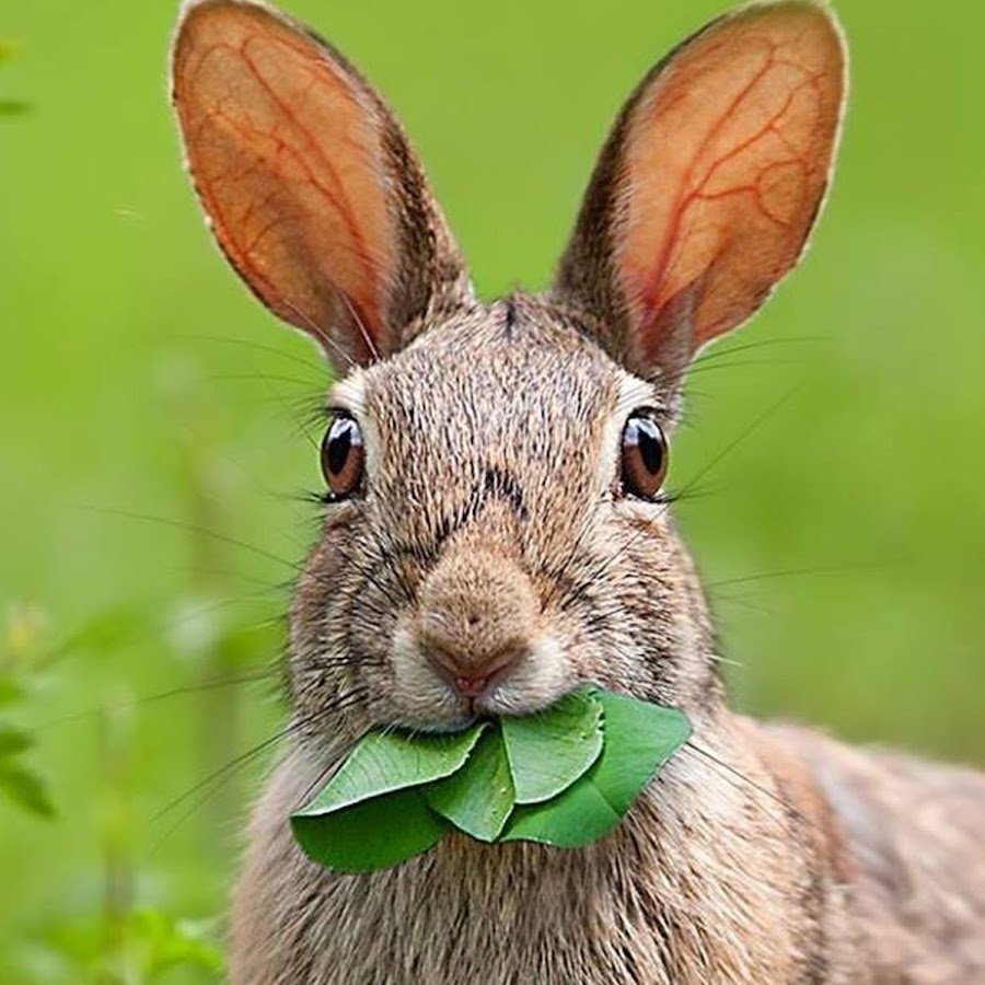 Морда зайца фото