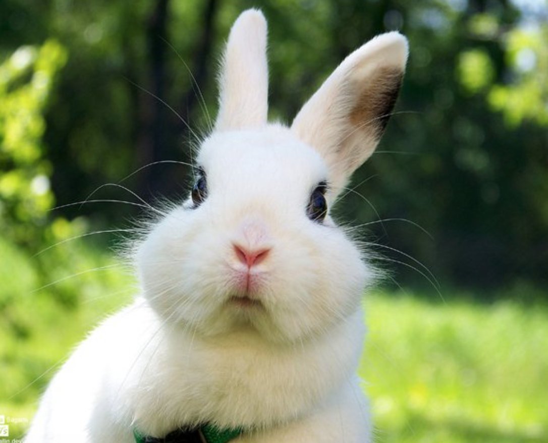 Прикольный белый кролик