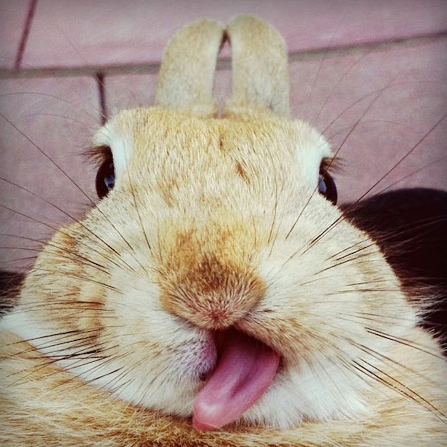 Смешные кролики