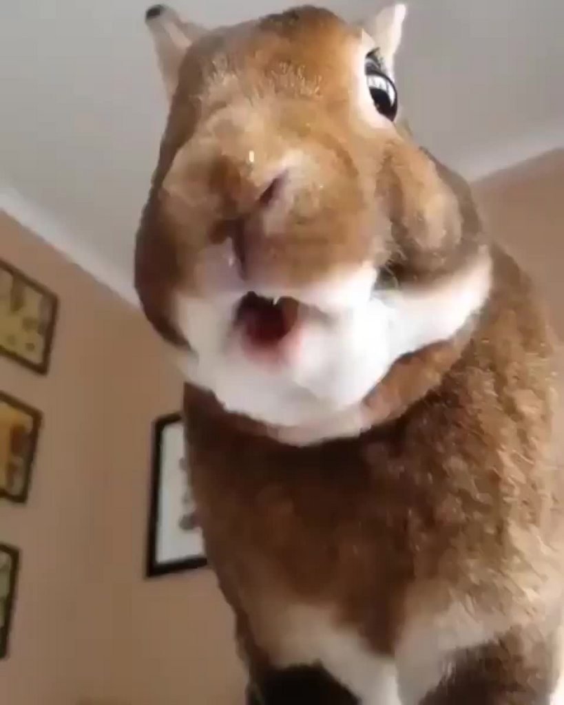 Кролик гифка