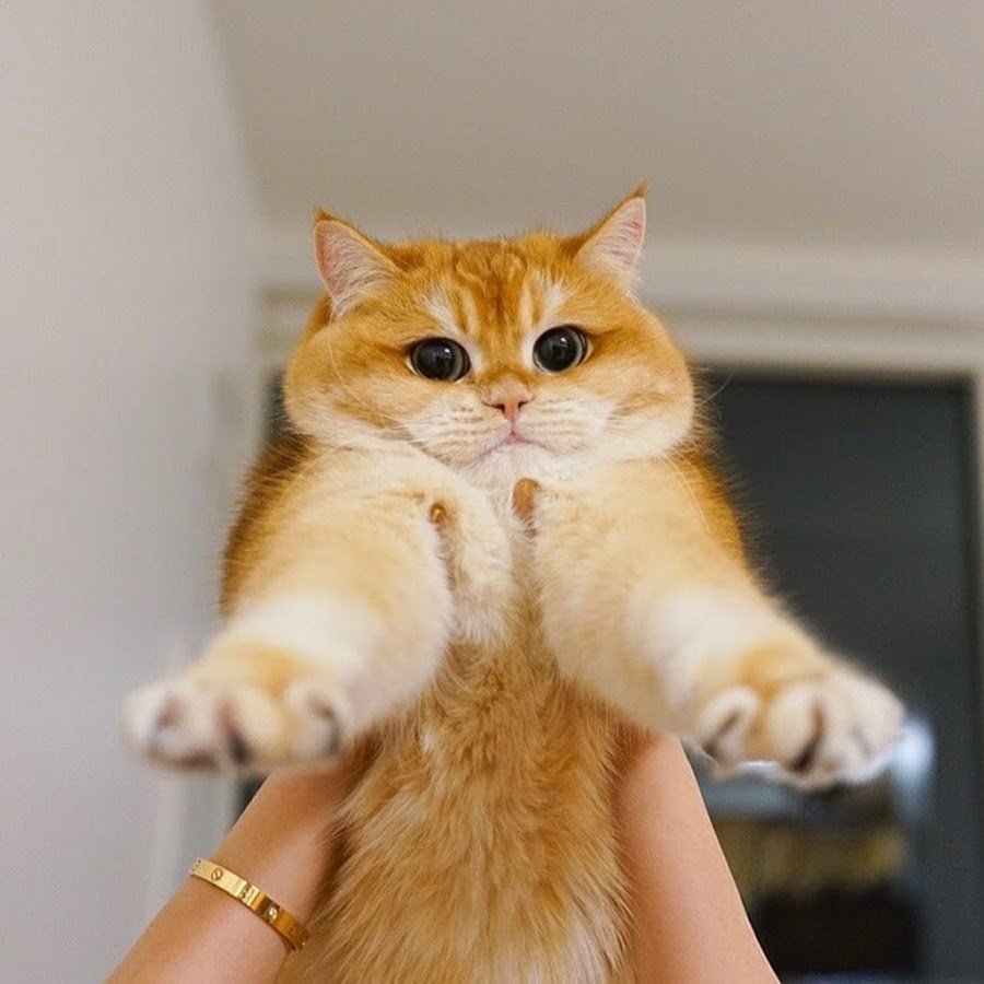 Лапы британской золотой шиншиллы