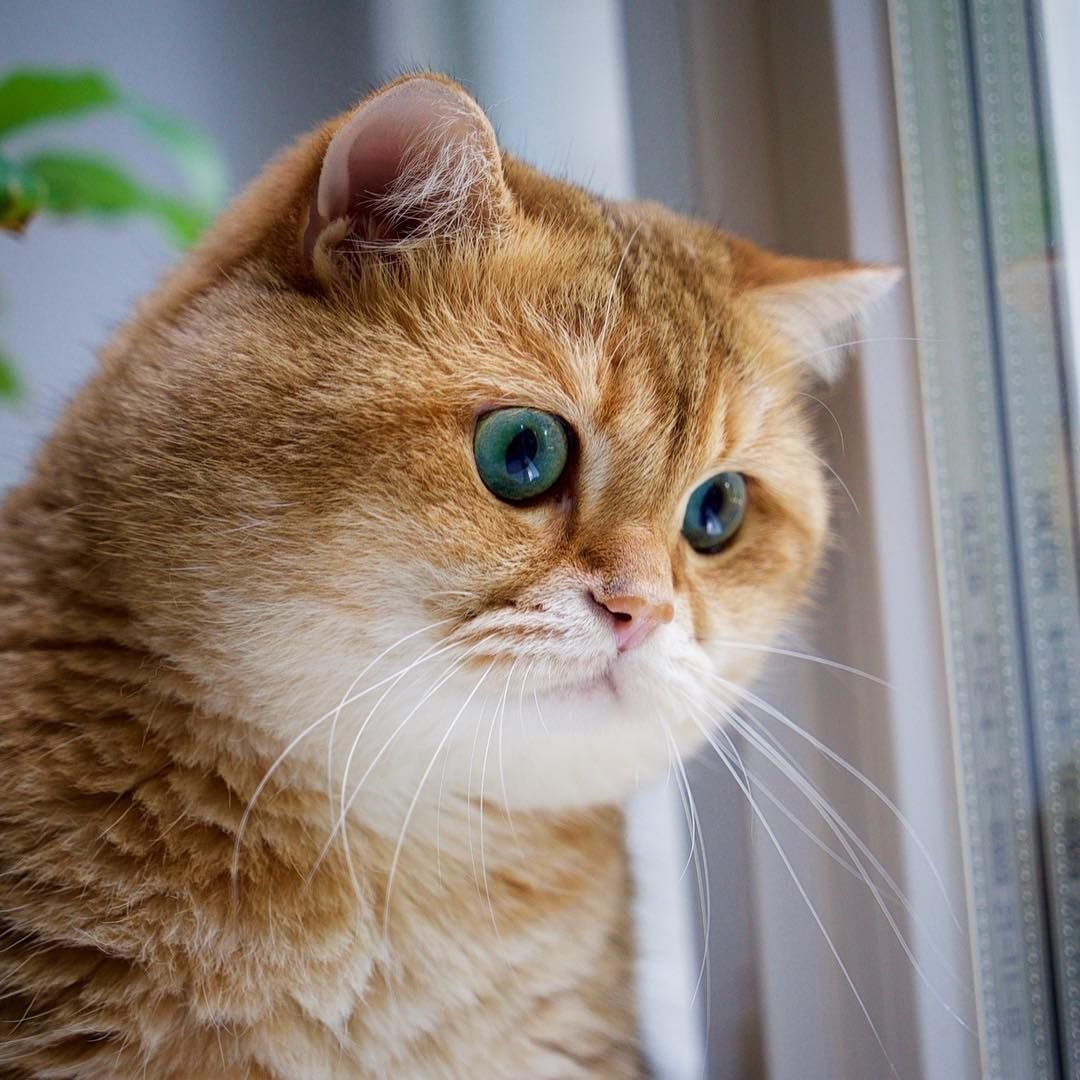 Обои рыжий котенок