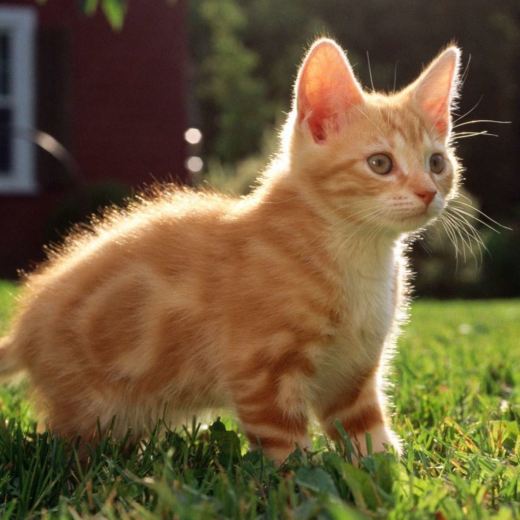 Рыжий кот Мейн кун