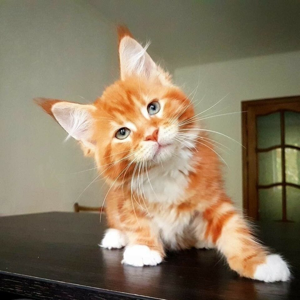 Бритиш Шортхэйр персиковый