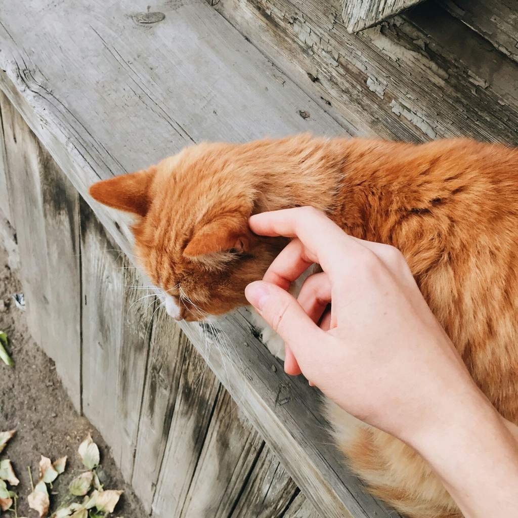 Рыжие бенгальские котята