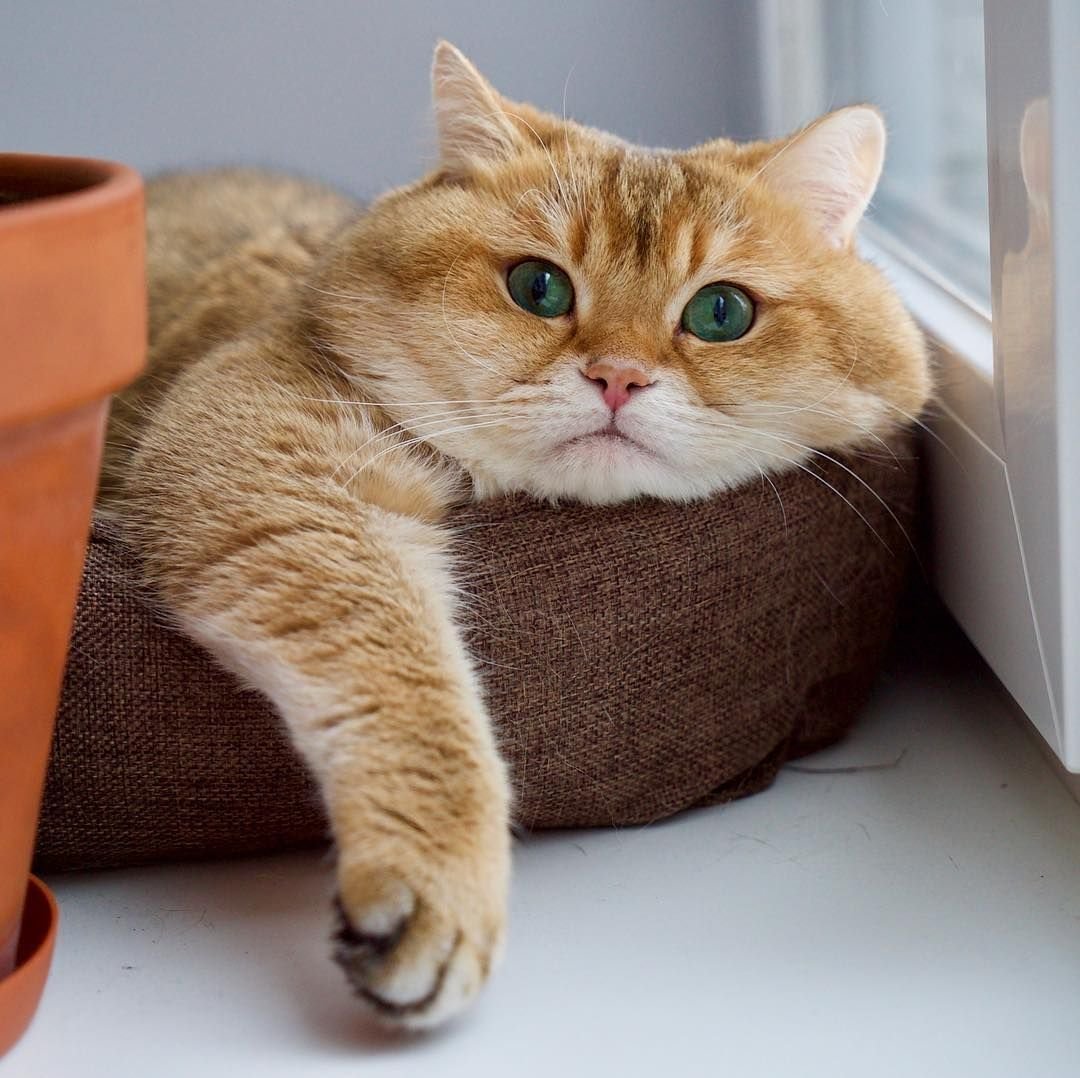 Британская шиншилла Хосико