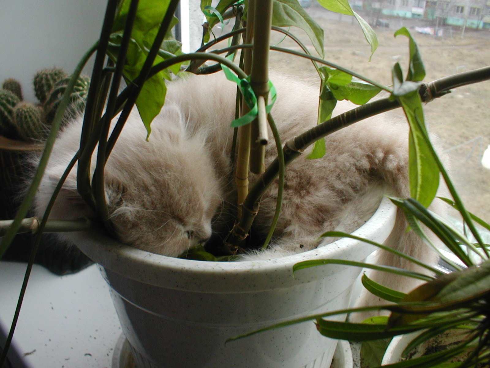 Скинь цветок. Цветочный горшок котик. Кот в цветочном горшке. На горшок и спать котик. Кот на горшке.