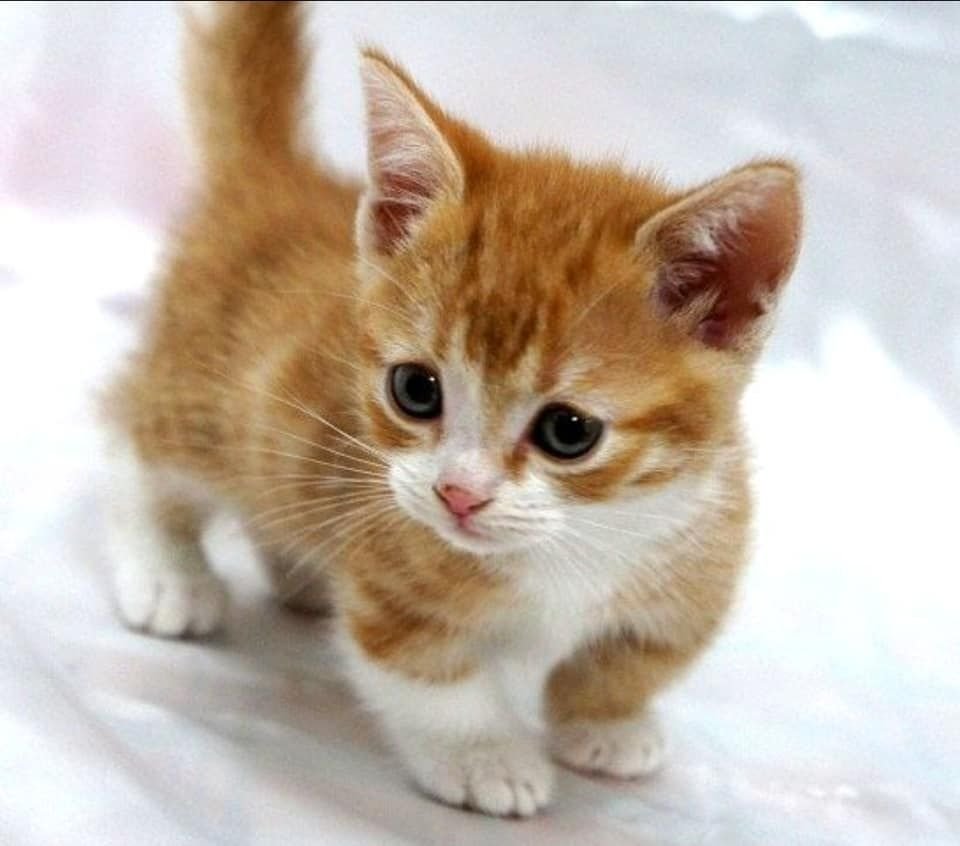 Рыжий котёнок