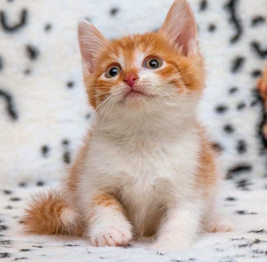 Рыжий пятнистый кот