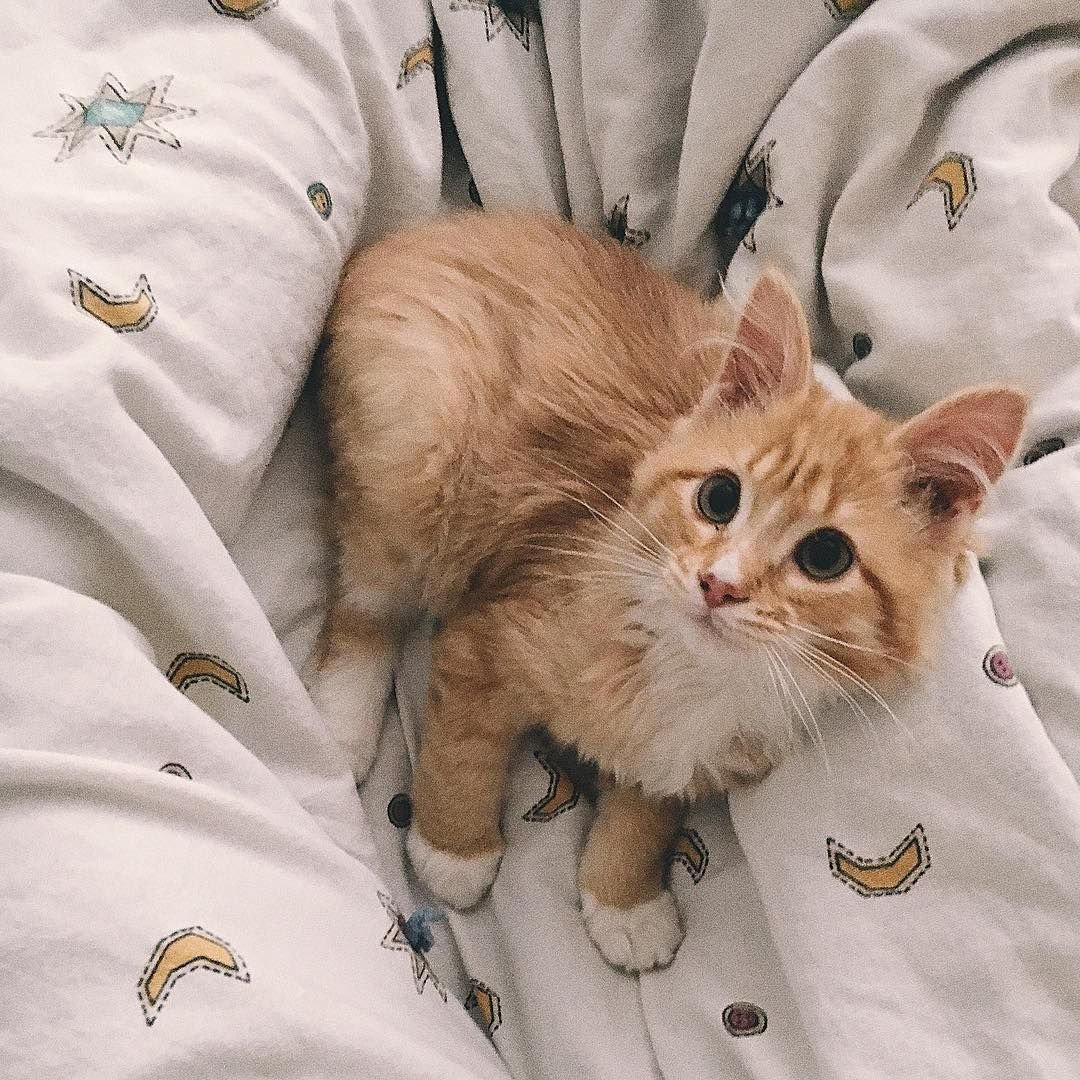 Котик Писко порода