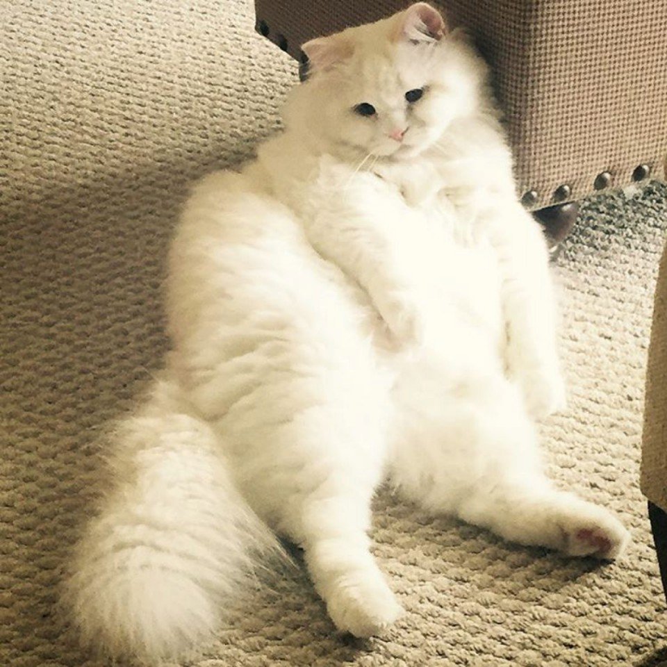 Пухленькая бритая. Кот химми 21 кг. Толстый белый кот. Жирный пушистый кот.