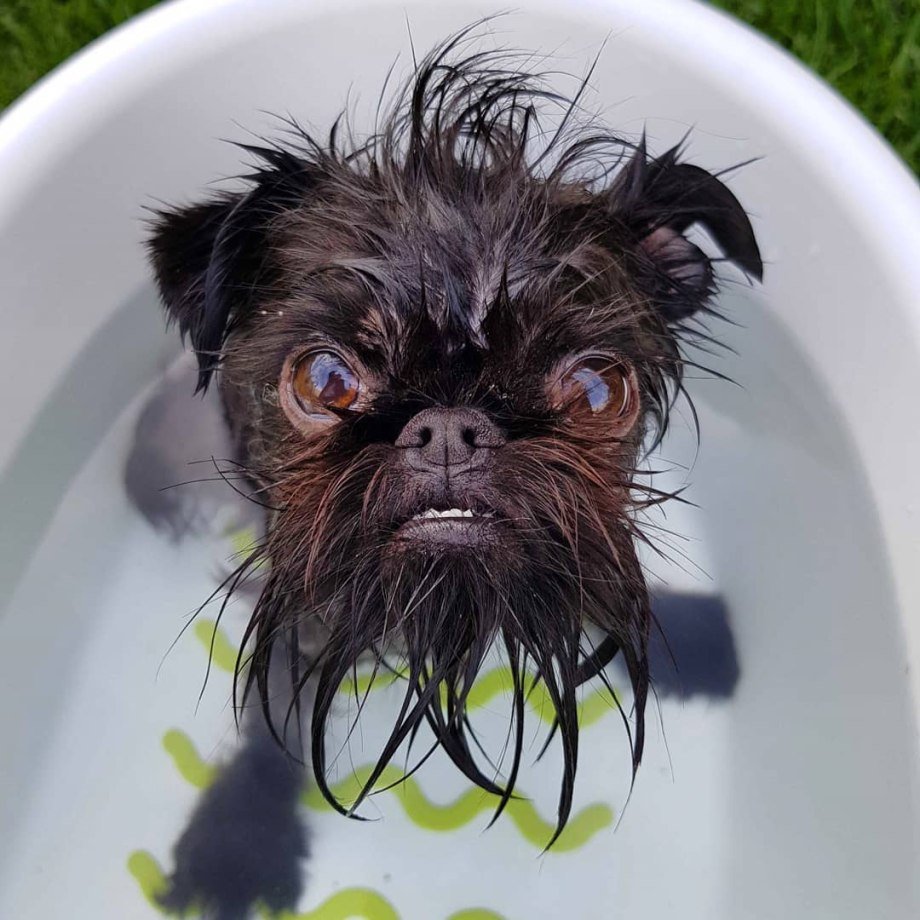 Бельгийский гриффон