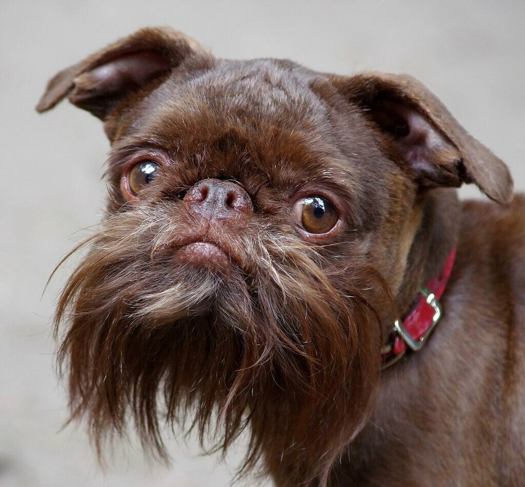 Гриффон бельгийский бородатый