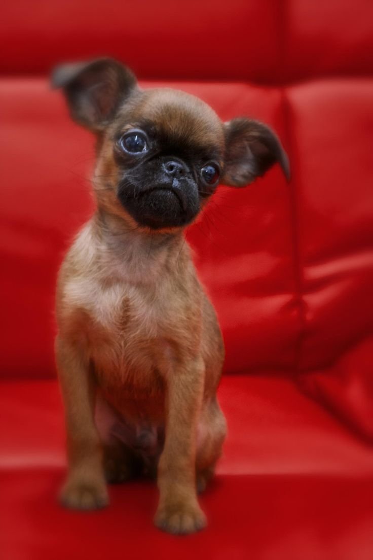 Брюссельский гриффон лысый