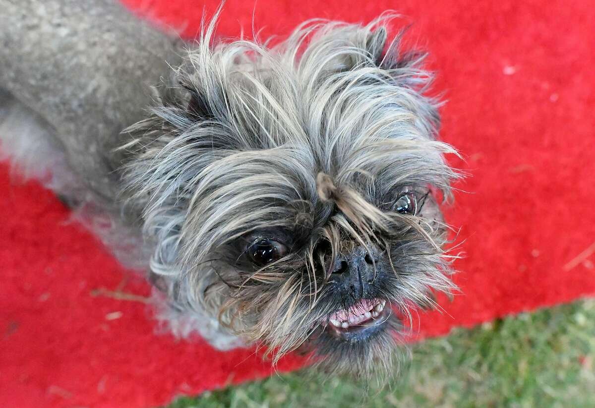 Гриффон порода собак страшненький