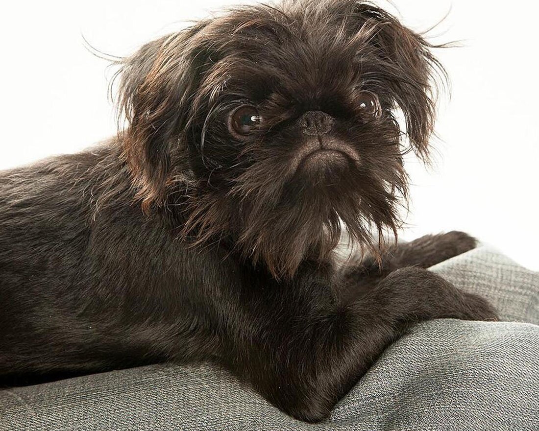 Брюссельский гриффон