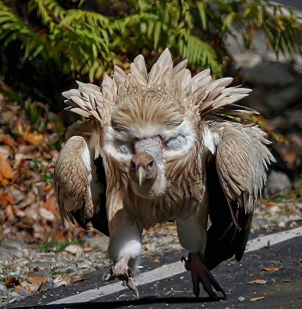 Гималайский Грифон