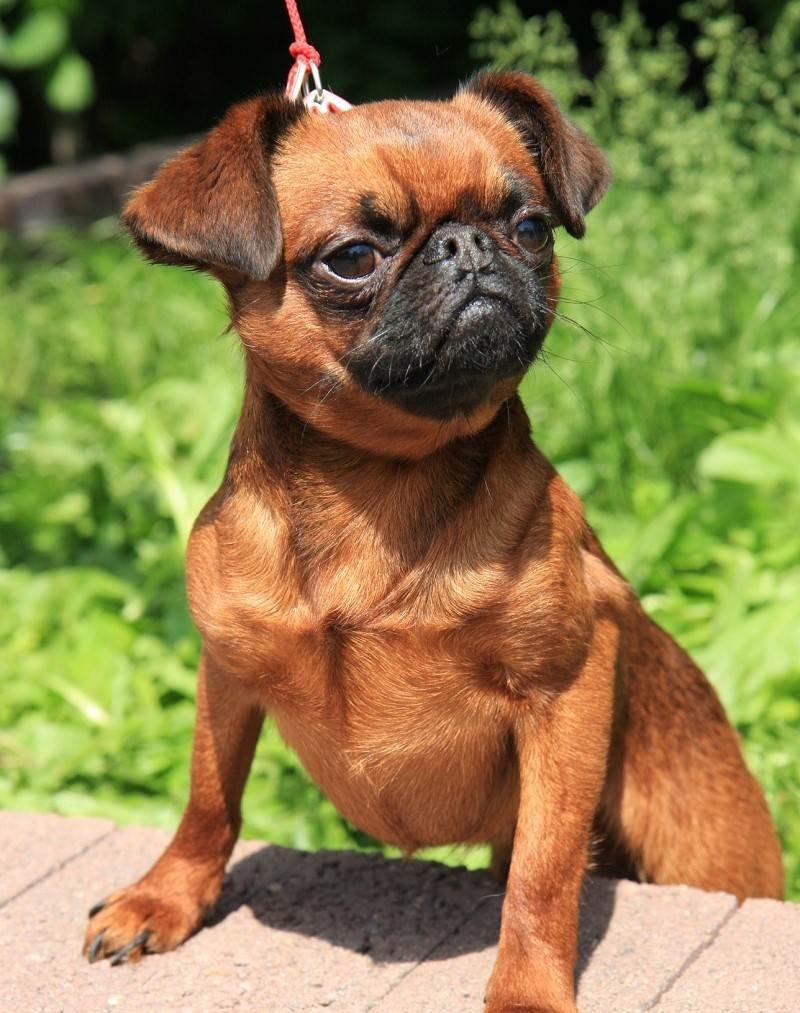 Пти брабансон