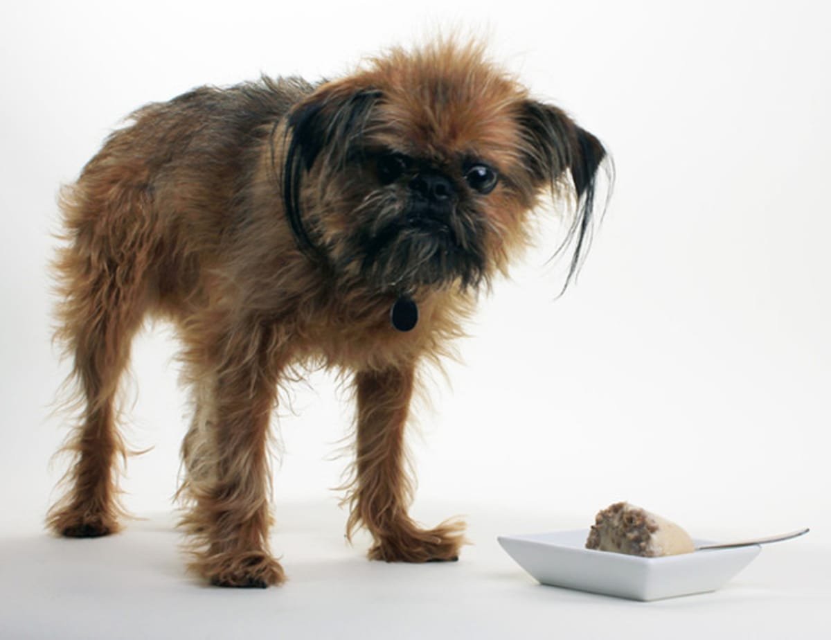 Брюссельский гриффон нестриженный