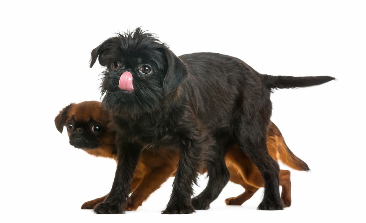 Гриффон собака брабансон